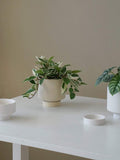 Ceramic Planter With Tray